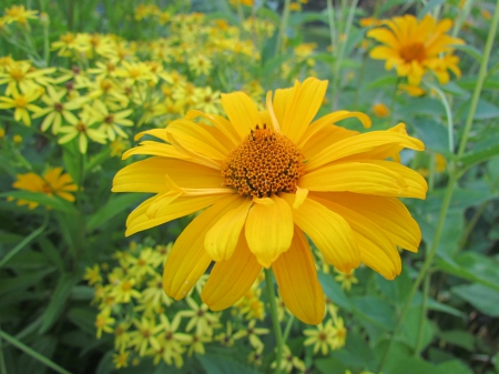 Yellow flower - summer, sunshine, yellow, beautiful