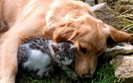 CARING SOULS - cat, animals, dog, pets, friends