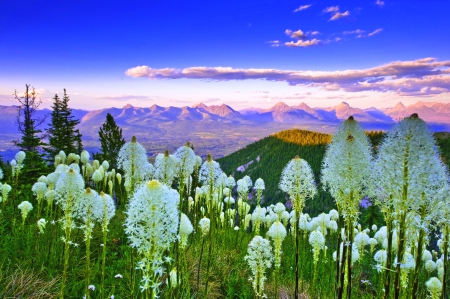 Flathead Valley Flowers - valley, mountains, montana, white, bear grass, forest, blue, beautiful, clouds, green, flowers, sunrise