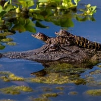 Alligator babies