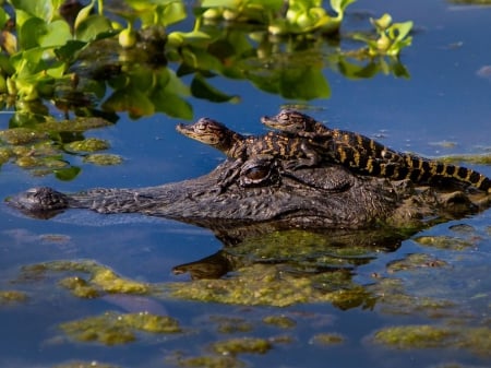 Alligator babies - wild animals, puppy, Africa, cub, predators, wilderness, Savannah, sweet, baby, nature, alligator, cute, reptiles, crocodile, wildlife, animals, wild, wallpaper