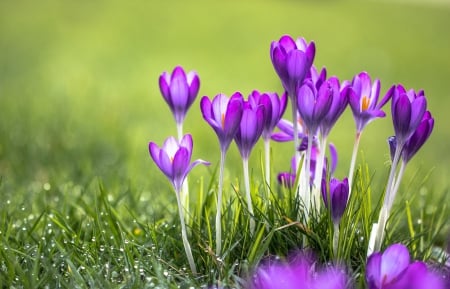 Pretty Flowers - nature, rain, flowers, purple flowers, grass, drops