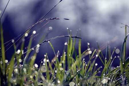 Bokeh - bokeh, nature, rain, drops, grass