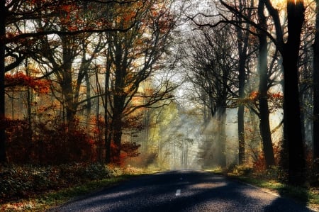 Autumn's Beauty - rays, autumn, trees, colorful, park, path, road, nature, fall, forest, walk, leaves, splendor, colors, sunrays