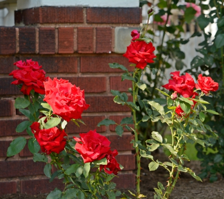 Beautiful Red Roses - Beautiful Red Roses, roses, red roses, summer rose