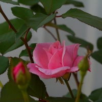 Exquisite Pink Rose