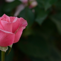 Elaborate Macro Rose