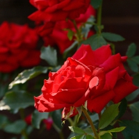 Rosy Red Rose