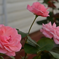 Soothing Pink Rose