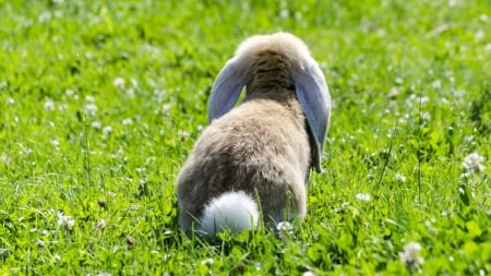 Cotton-tail bunny - rabbits, nature, popular, animals, bunnies, wallpaper, new