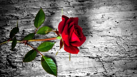 âRed Roseâ - grey, red, wallpaper, rose, shadow