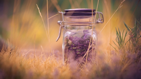 ✿ tender violet✿ - bottle, grass, violet, color, flower