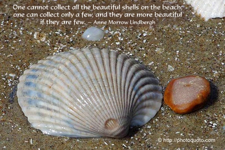 Collecting Shells - shells, sand, collecting shells, quotes