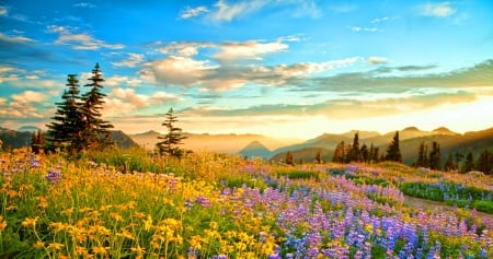 Mount Rainier National Park - clouds, trees, yellow, fog, blue, beautiful, lupines, flowers, wildflowers, sunset, purple, green, mountains, sky