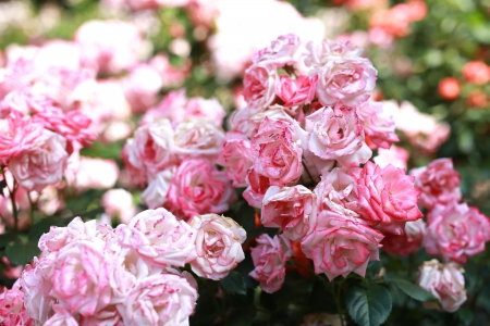 Rose Garden - garden, rose, pink, blooms, buds