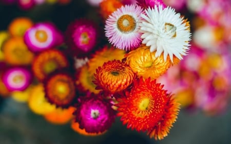 Colorful Flowers - blooming, buds, macro, soft, flowers, awesome