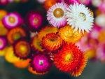 Colorful Flowers