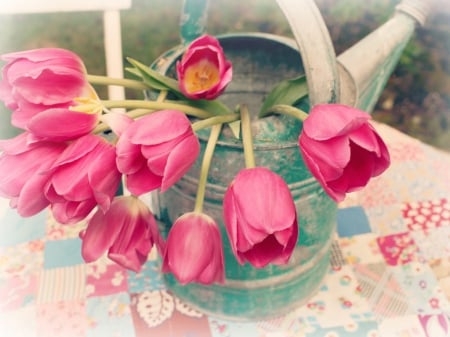 Pink Tulips - flowers, pink, tulips, soft