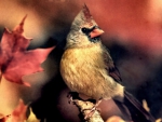 Autumn Female Cardinal 