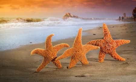 Beach Dance - starfish, beach, dance, sand