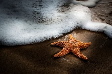 * - starfish, nature, beach, sea