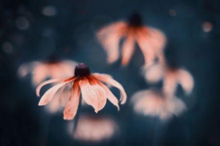 Jellyfish - jellyfish, nature, flowers, beautiful