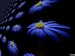 BLUE DAISIES