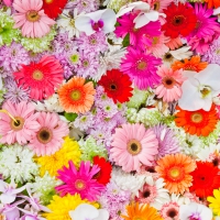 Colorful Flowers