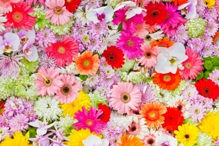 Colorful Flowers - orchids, flowers, gerbera daisies, chrysanthemums