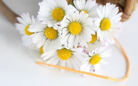 Bouquet of daisies - daisies, flowers, chamomile, ribbon, tape