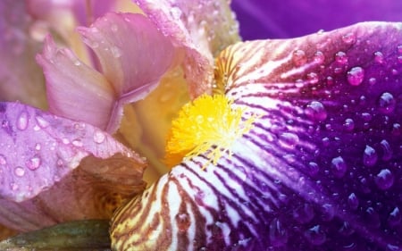 Iris - summer, purple, iris, pink, water drops, yellow, macro