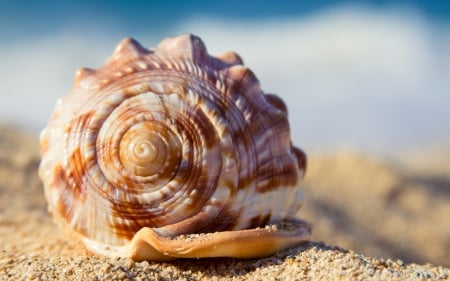 Shell - beach, macro, summer, shell, sand