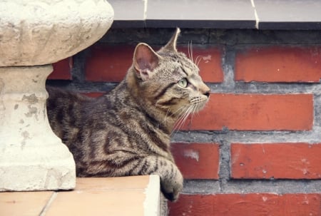 Cat - sleeping, cat face, hat, cat, kitty, animals, lovely, kitten, paws, face, pretty, cats, beautiful, cute