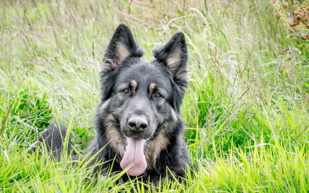 Belgian Shepherd - head, meadow, resting, watchdog