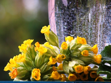 Yellow flowers - flowers, delicate, nature, yellow, arrangement, floral