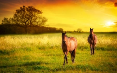 Horses - horses, field, animals, grass