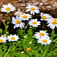 Beautiful Daisies