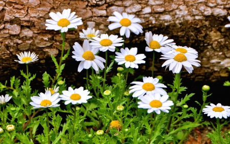 Beautiful Daisies - white, buds, beautiful, log, leaves, daisies