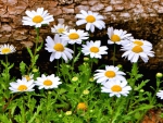 Beautiful Daisies