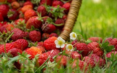 Strawberries - strawberry, food, grass, fruits