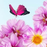 Pink butterfly