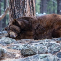 Sleeping Bear