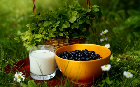 Milk and fruit - food, milk, basket, fruits