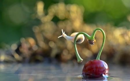 Snail - small, cute, animal, snail