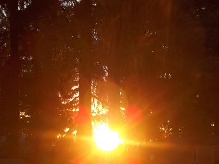 Sunrise - rays, trees, yellow, sun