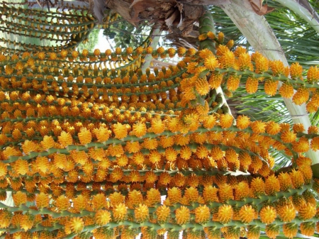 Buriti palm flower - yelow, amazing, buriti, flower, palm