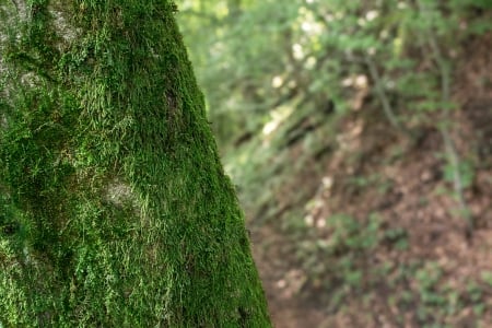 forest - wood, nature, fresh, life, forest, green