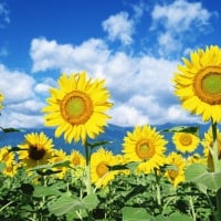 Field of Sunflowers