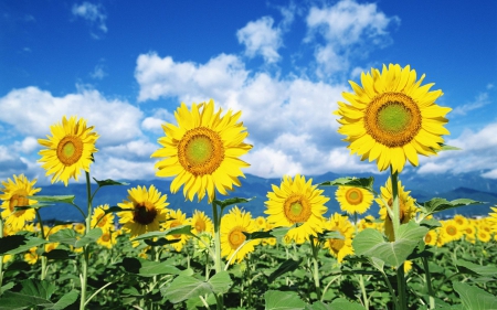 Field of Sunflowers - summer, sky, mountains, clouds, field, sunflowers