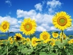 Field of Sunflowers